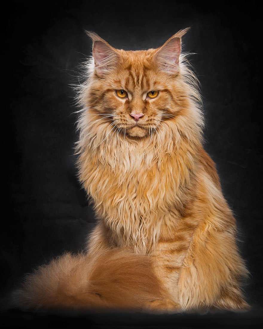 Мейн-ку́н (англ. Maine Coon) — порода кошек, которая произошла от кошек штата Мэн на северо-востоке США. Аборигенная порода кошек Северной Америки.Название «мейн-кун» является производным от двух слов. Первое — это название штата Мэн, а второе — производное от англ. racoon, которое переводится как «енот». Старейшая американская порода кошек. Является официальным символом штата Мэн.