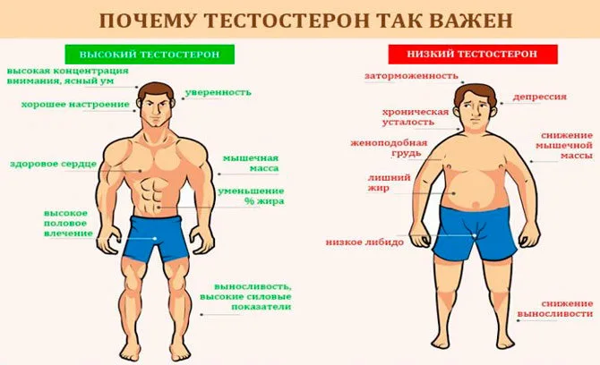 Продукты повышающие тестостерон у мужчин таблица