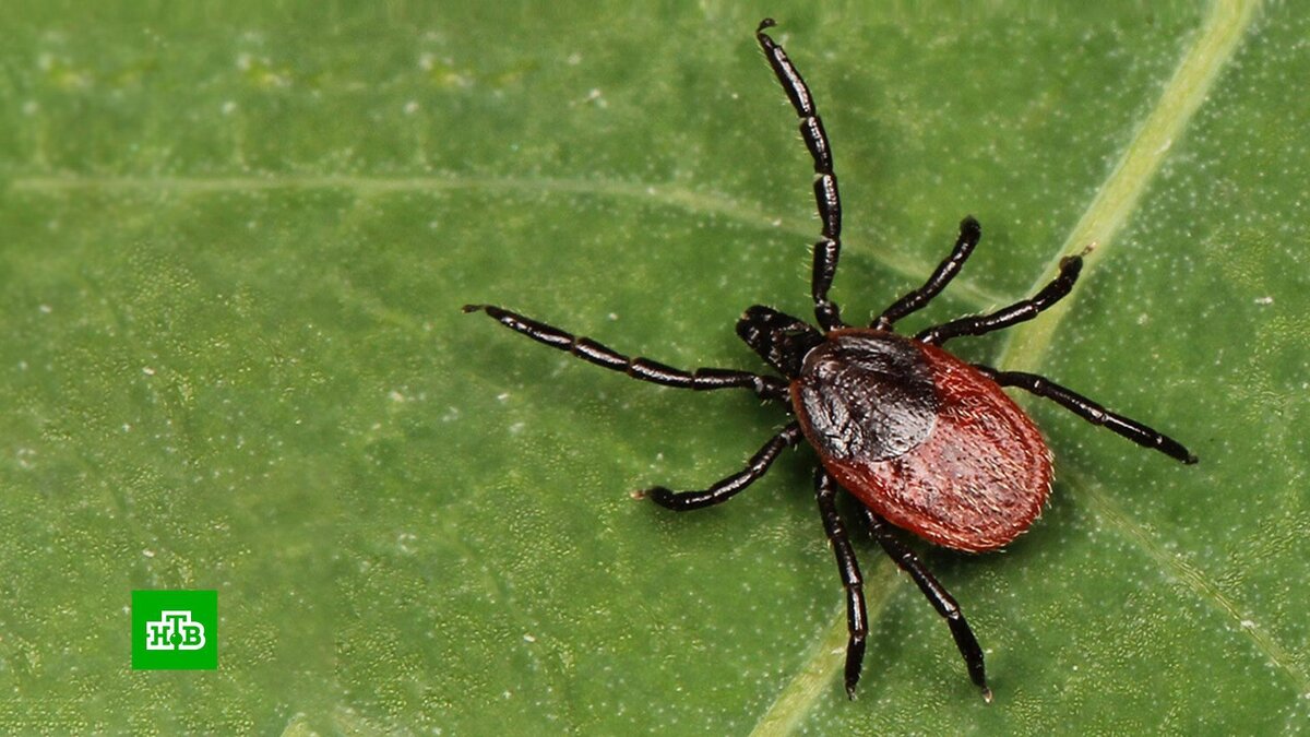 Оружие массового поражения: неужели переносимые клещами болезни созданы ...