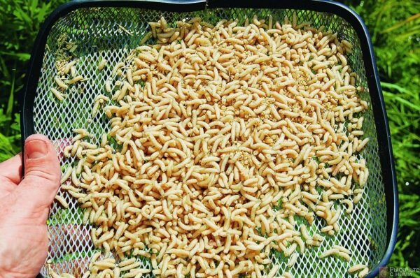 Способ харанения опарыша в домашних условиях