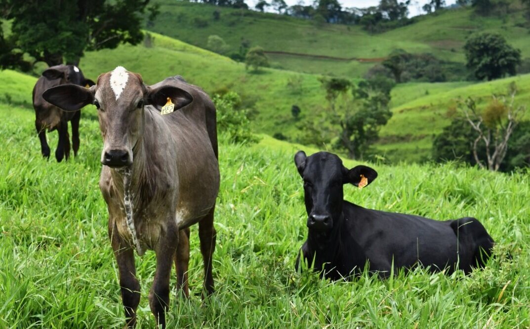 Согласно последним данным, опубликованным Бразильской ассоциацией экспортеров говядины (Abiec), в апреле 2024 года экспорт говядины из Бразилии достиг нового месячного рекорда - 236 842 тонны.