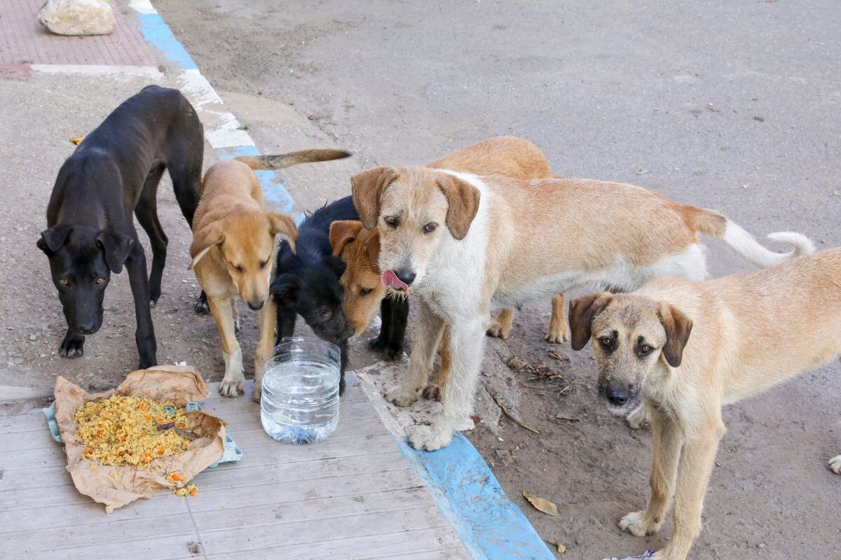 Бездомные собаки 
