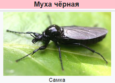 скан автора