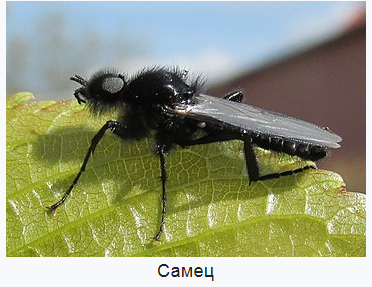 скан автора