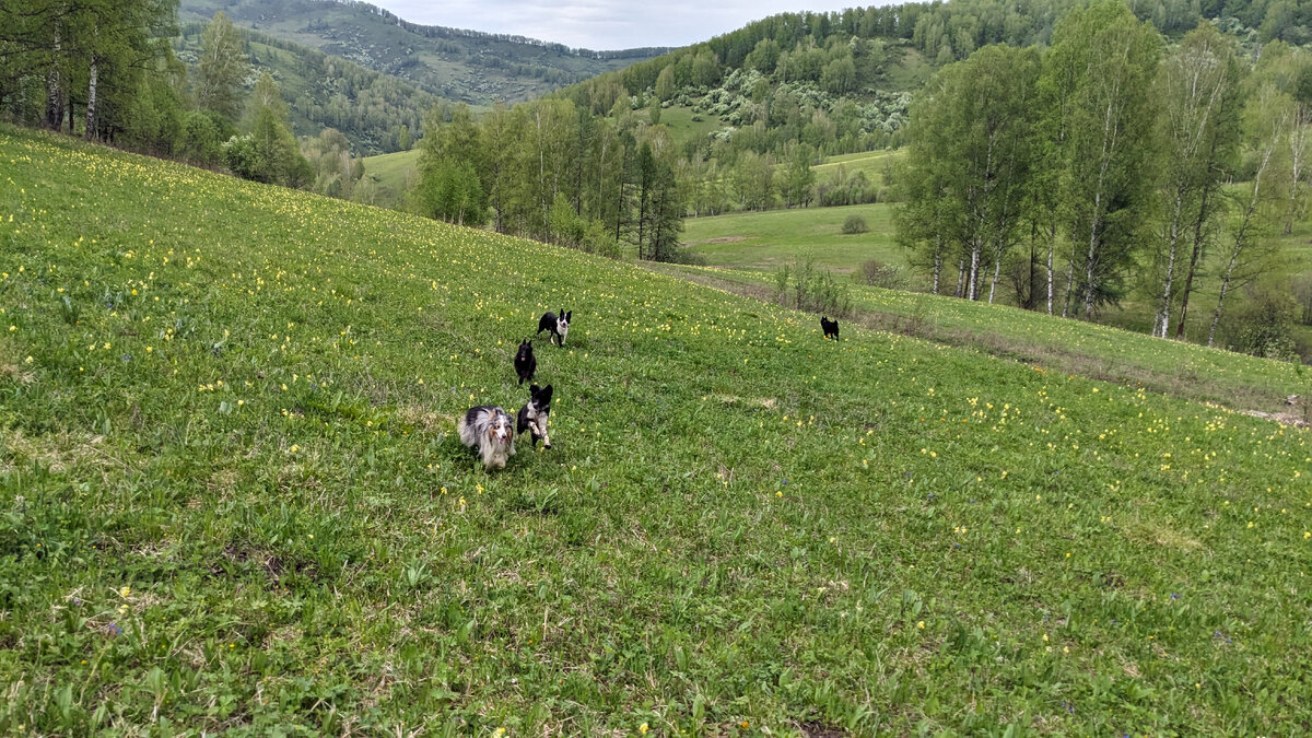 Прогулки 