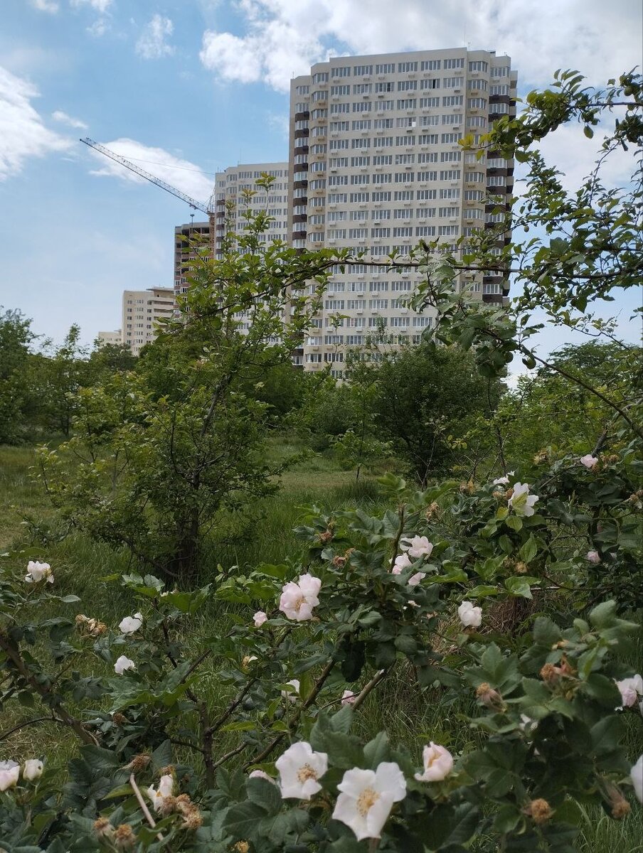 Вид на наш ЖК с проезда Солдатских Матерей. Неплохо, правда?  Заброшенный пустырь мог бы быть парком. Это как решит администрация города. 