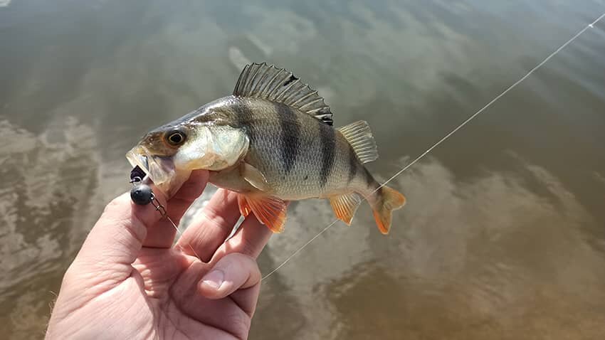 Рыбалка с ультралайтом на окуня-хулигана 
