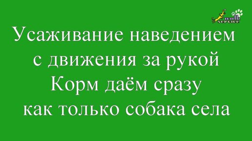 Команда сидеть, усаживание с движения наведением, три варианта отдачи корма собаке