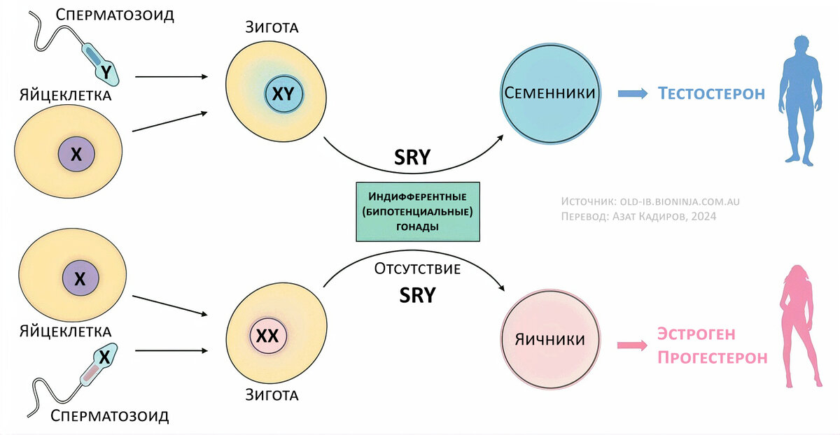 Определение пола у человека: Биологический взгляд — Teletype