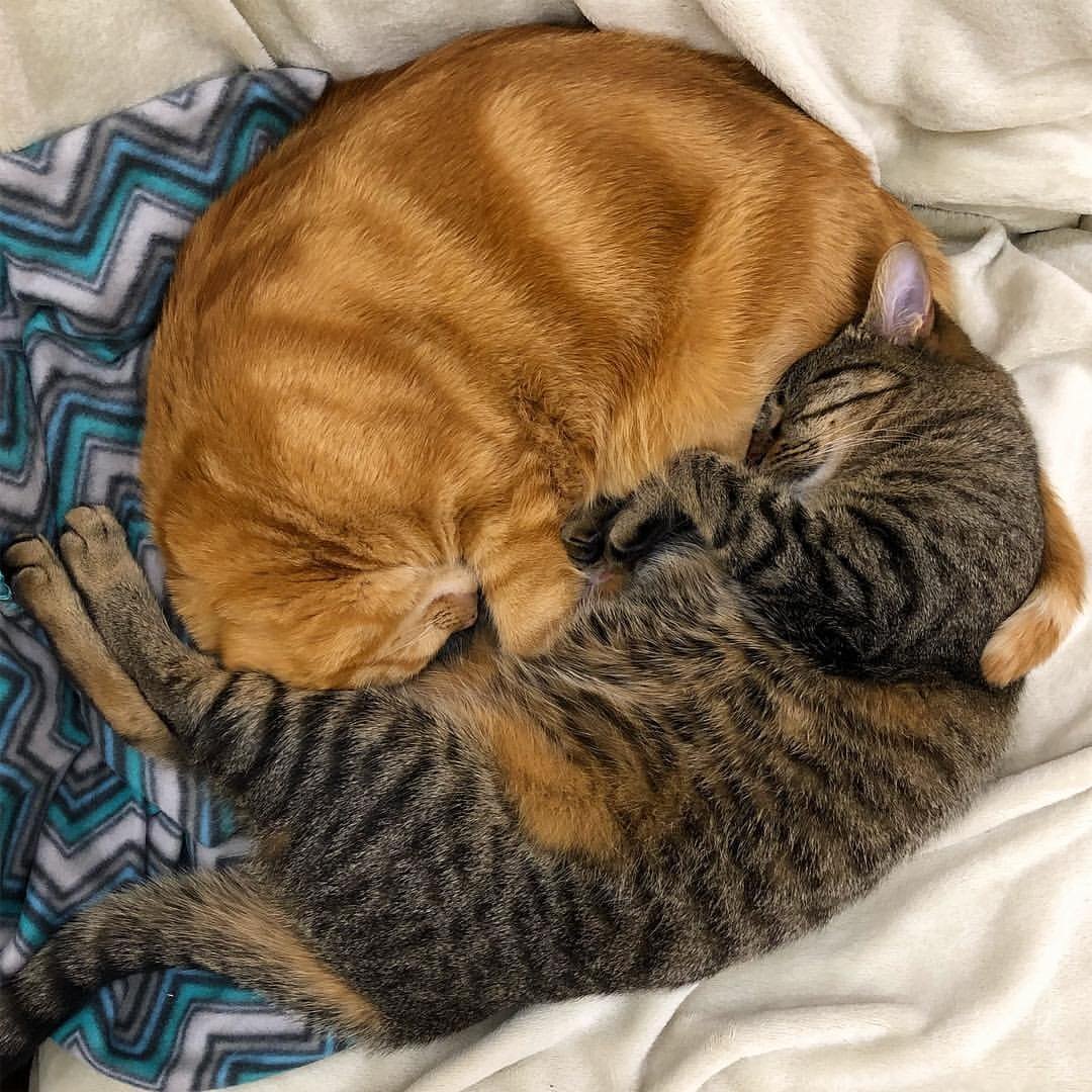 Из открытых источников. 