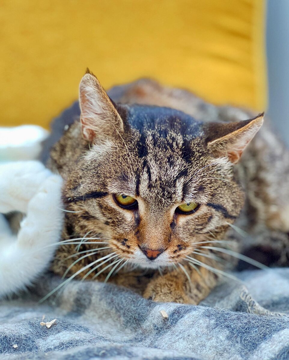 Коты шпротики