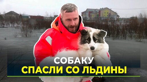 Собака провела два дня без еды и шансов на спасение