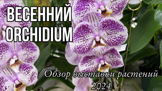 Весенний Orchidium 2024 || Орхидиум выставка орхидей и растений в Москве