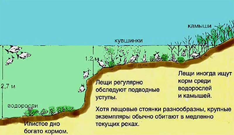 Как ловить форель на платных водоемах? Вячеслав Калмыков Дзен