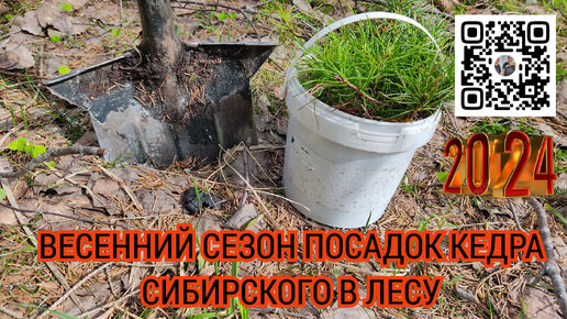 Посадка сосны кедровой в лесу🌲Весной 2024 года семья Мачневых высадила 200 ссеянцев кедра сибирского в Вологодской области.