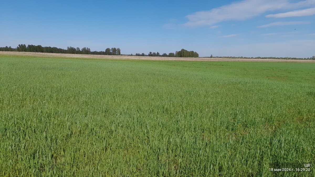 рожь озимая