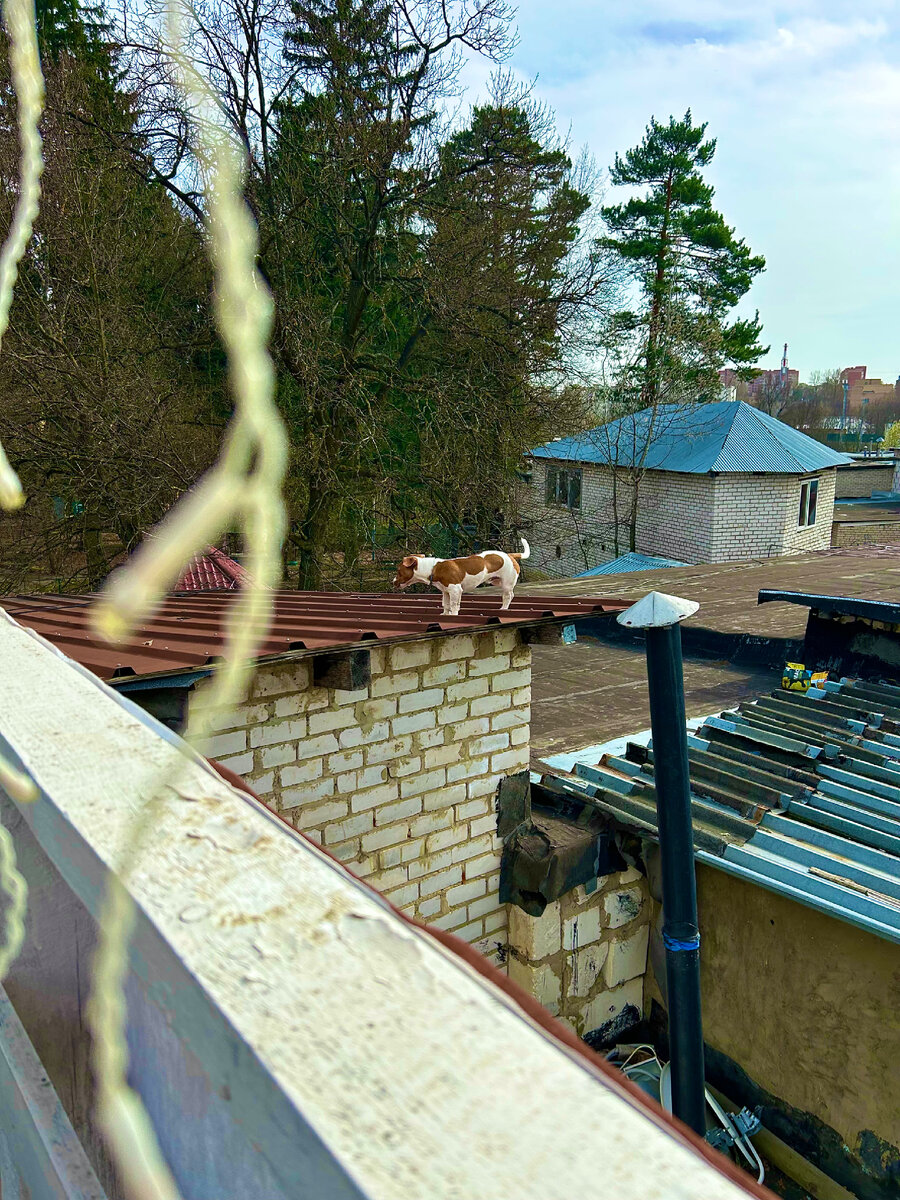 Собаки лазают по крышам 