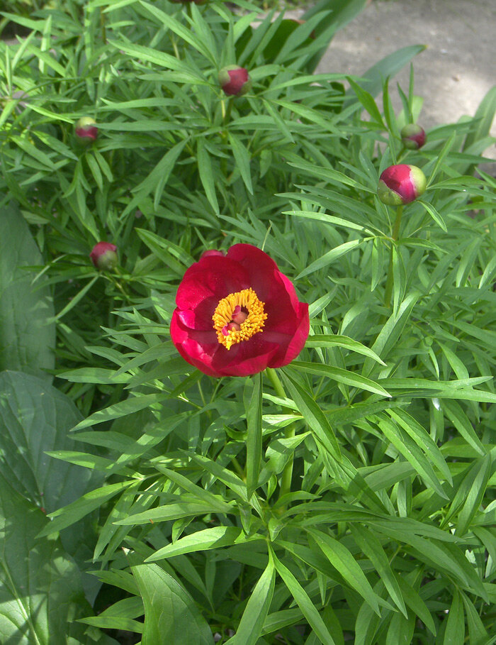 Пион Майко Paeonia × majkoae Ketzch. в моем саду, апрель 2024.