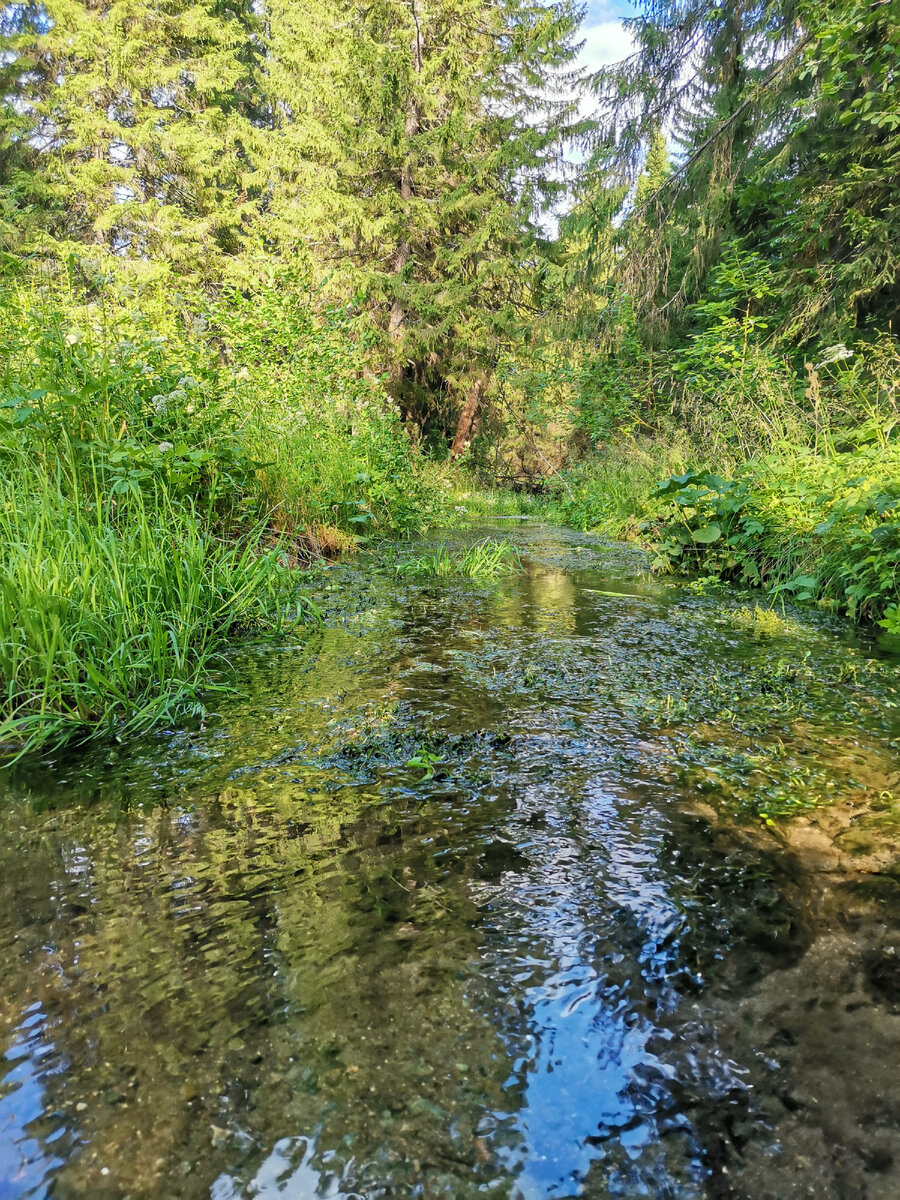 Лес. Река. Летнее лето. Фото из прошлого. Пока у нас ещё не так зелено. 