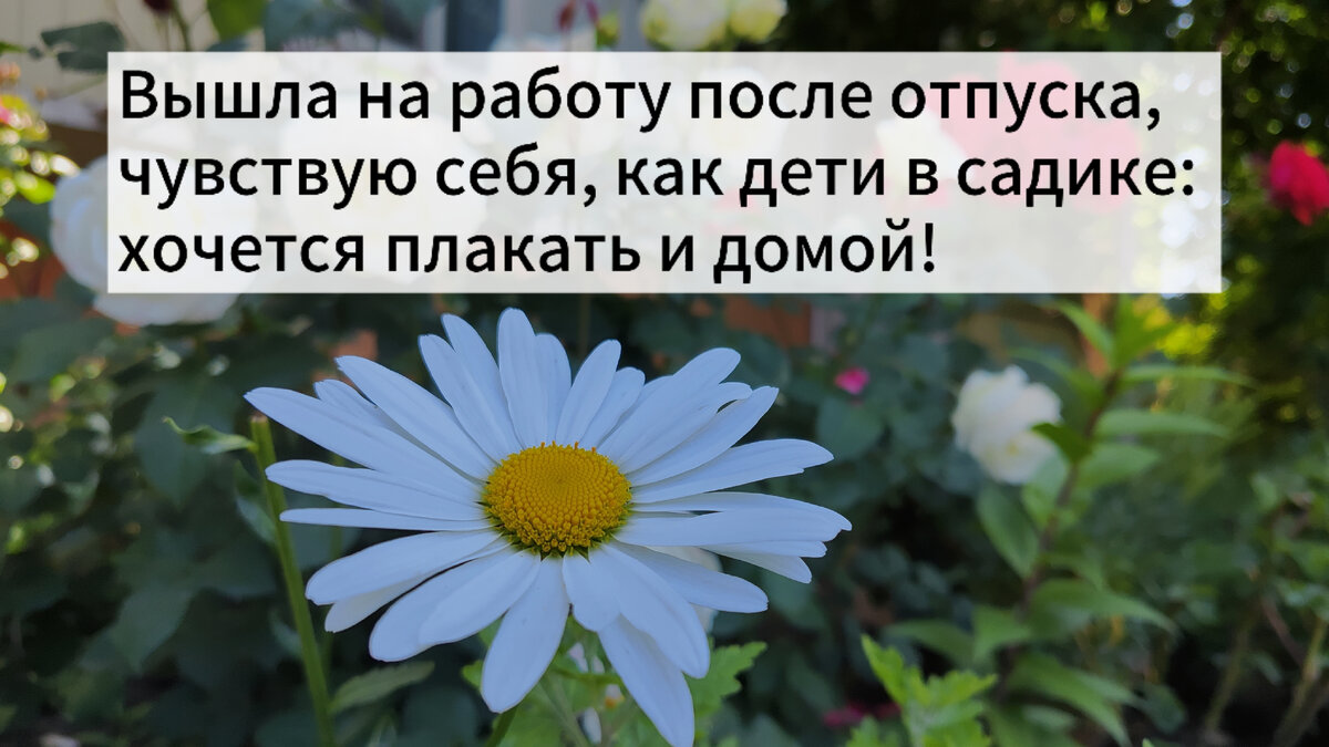 Анекдоты про садик. В многодетной семье скоро выпускной в садике |  Счастливая мамАня | Дзен