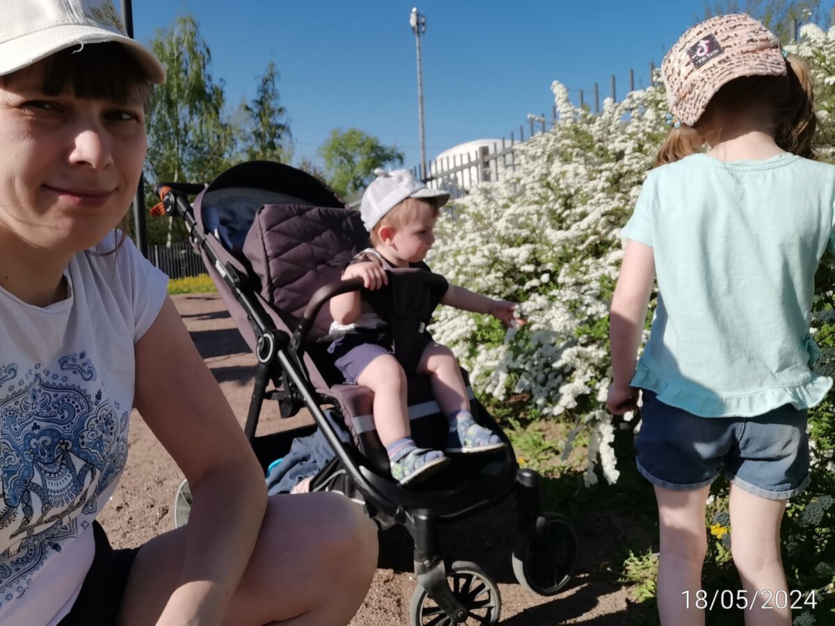 Спирея расцвела 