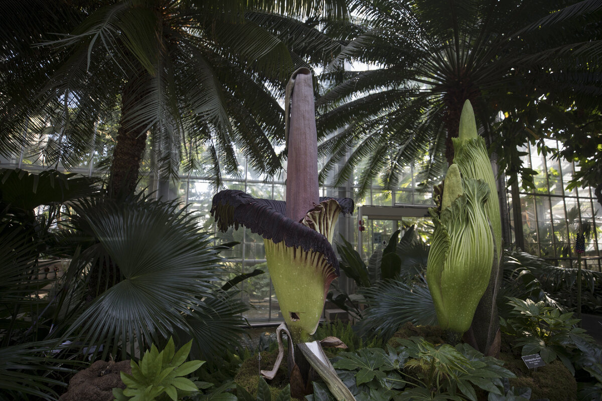 Аморфофаллус титанический (Amorphophallus titanum) — крупное тропическое растение; вид рода Аморфофаллус семейства Ароидные. Фото взято из открытых источников