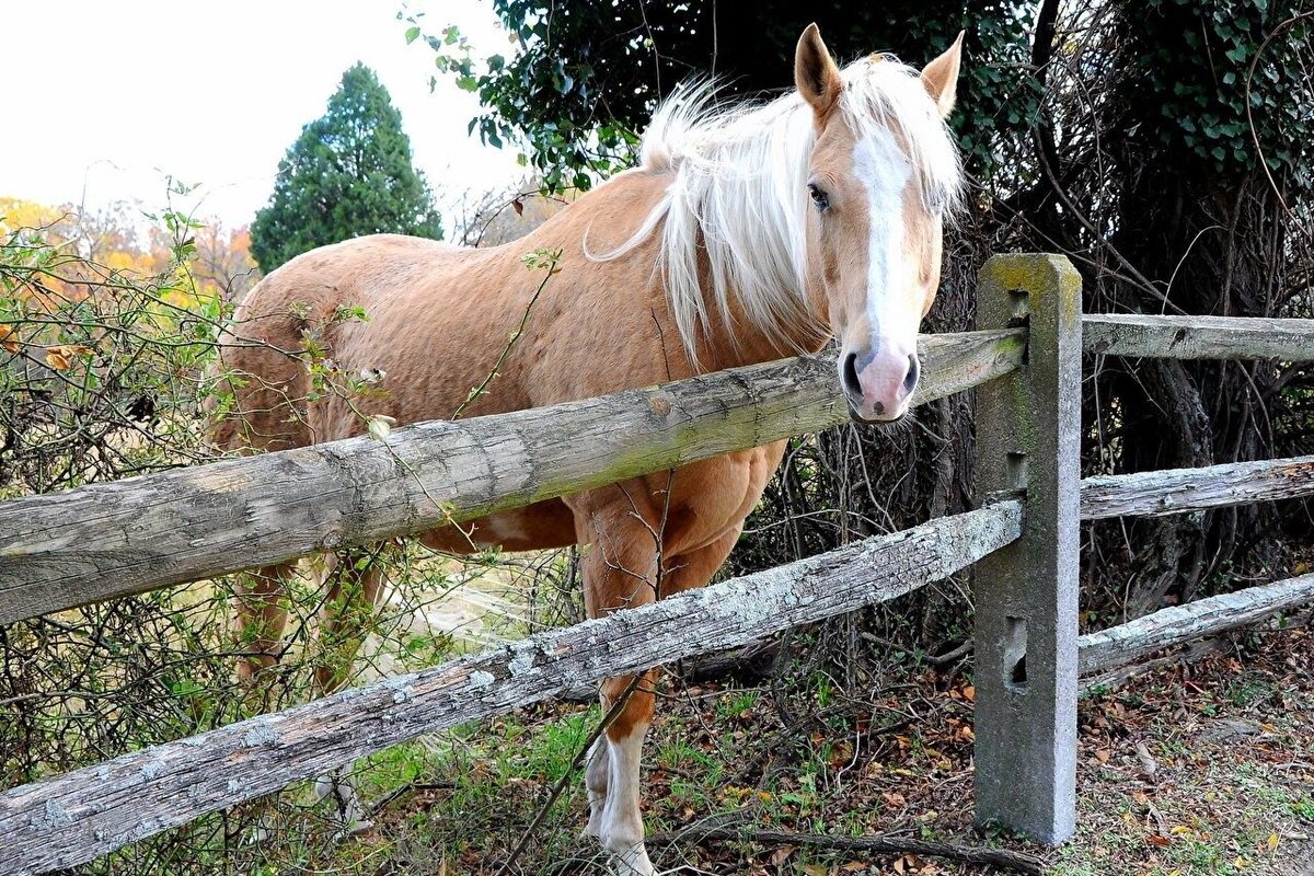 Фото: mirfauni.com 