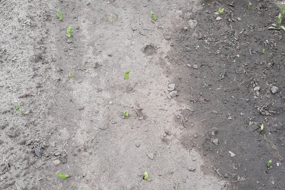 Первые всходы