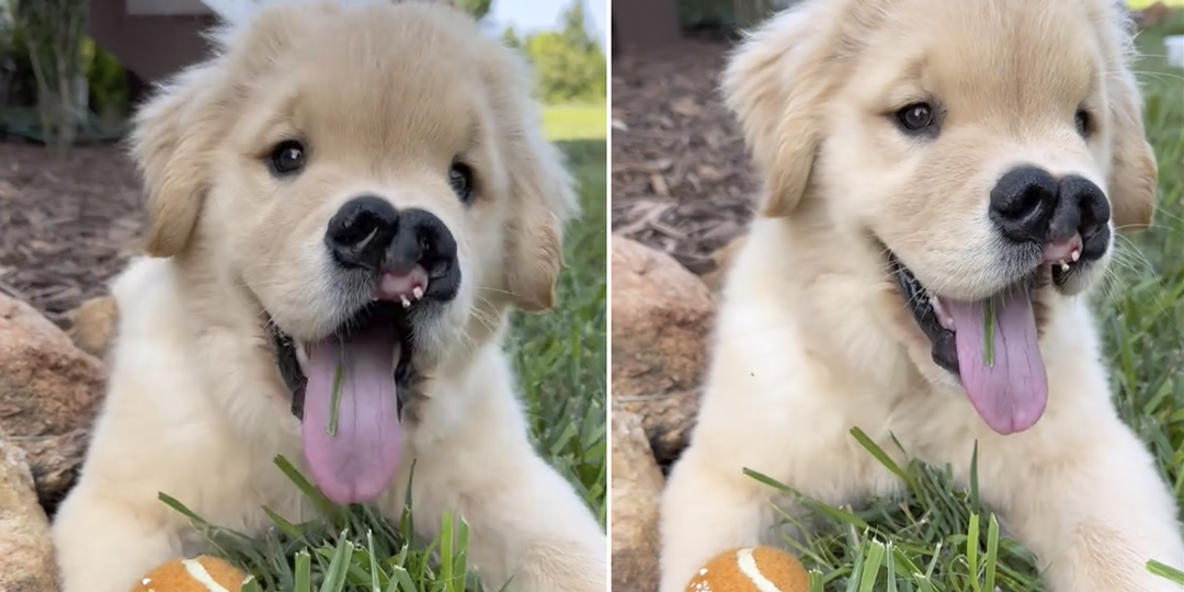 Приютский щенок очаровал «улыбкой» пользователей Сети