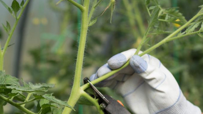 Сейчас доступно расскажу, "как формировать томаты" в 1, 2, 3 стебля. Следуйте моей инструкции и у вас все получится