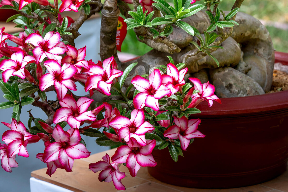 Цветение адениума