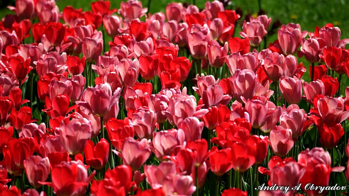 Тюльпаны в Екатерининском парке города Пушкина.