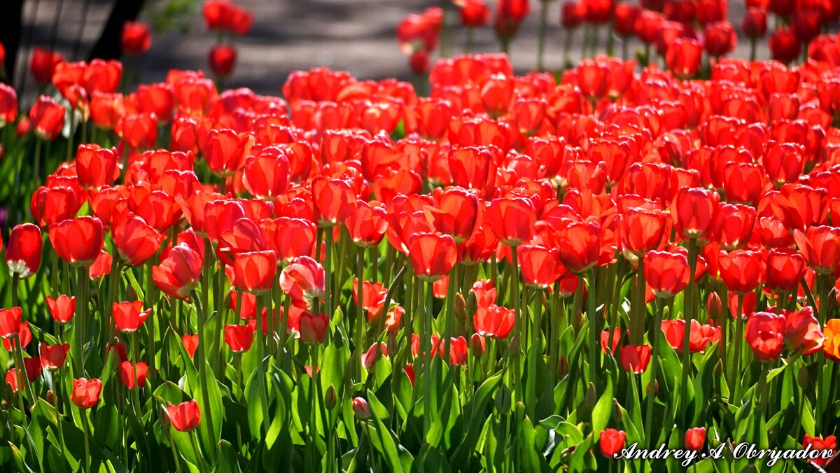 Море красных тюльпанов.