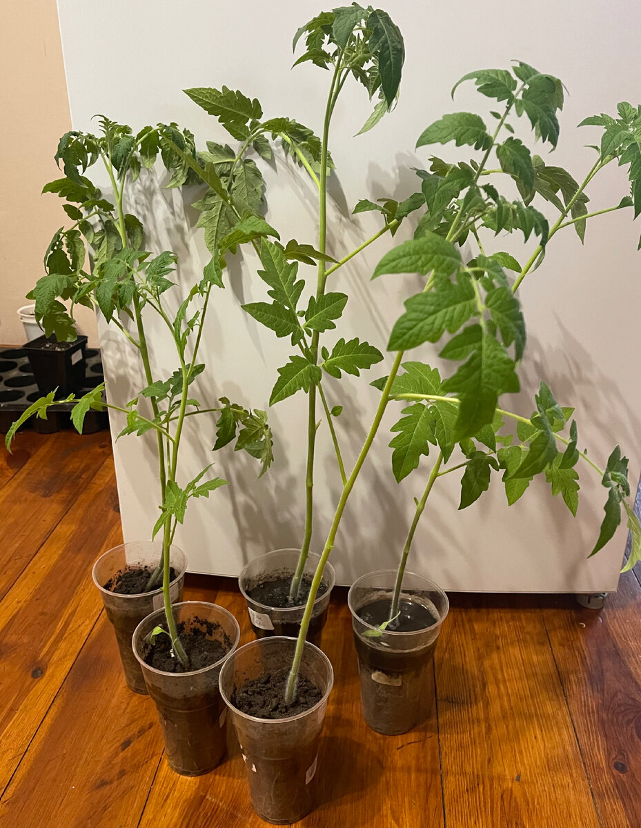 Деление переросшей рассады томатов