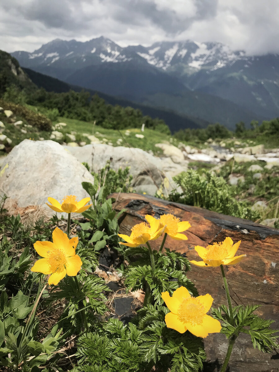 на горе Ачишхо