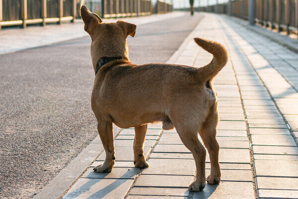 Shutterstock/Nadezhda Zaitceva   📷