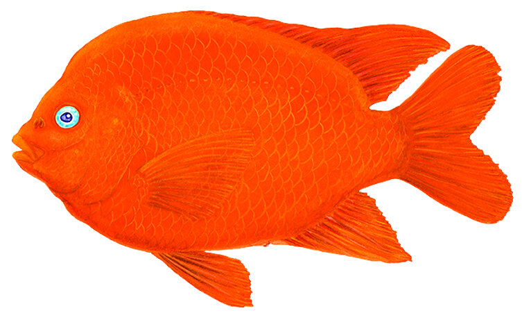 Hypsypops rubicundus