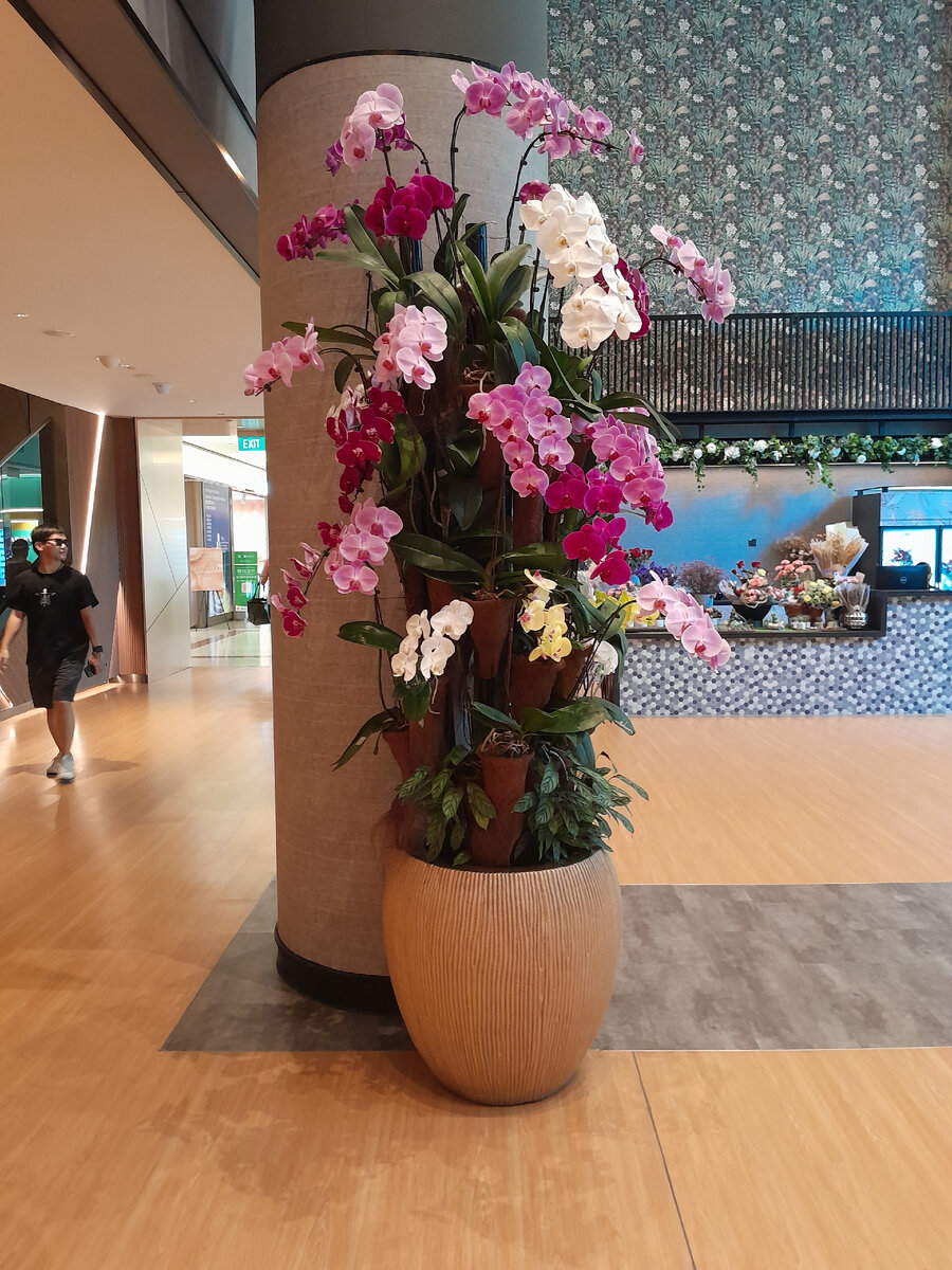 Это настоящие орхидеи 