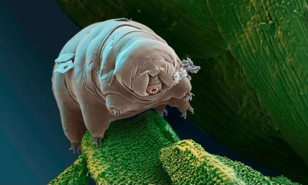 Тихоходка самое выносливое животное в мире . 