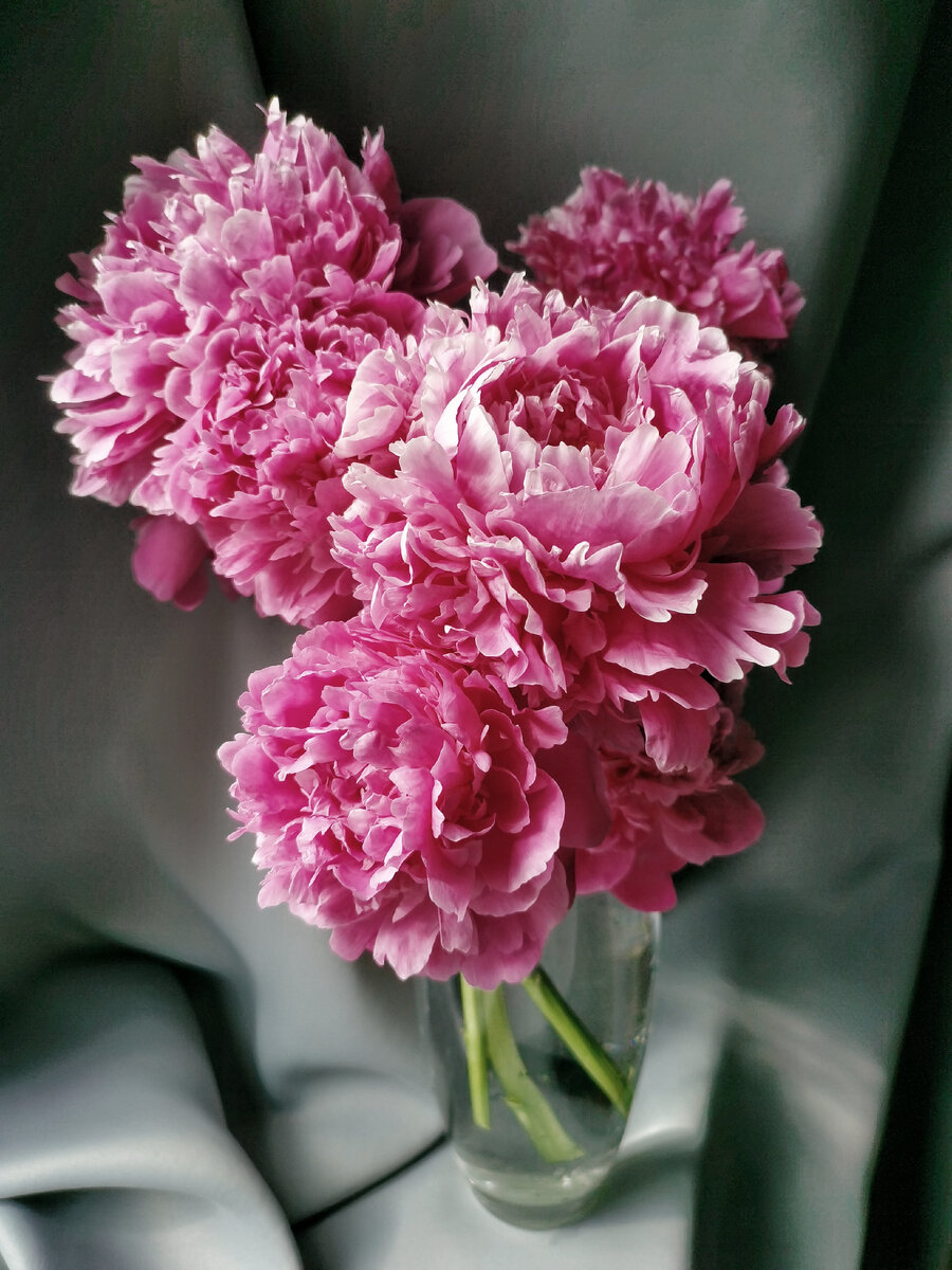 Сара Бернар, эта и фото ниже- мои пионы. 