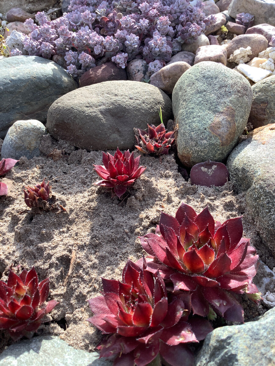 Красный молодило, утративший главную розетку, потихоньку возвращает декоративность