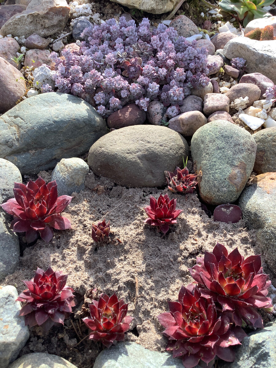 На заднем плане сиреневеет очиток лопатчатолистный Бланка