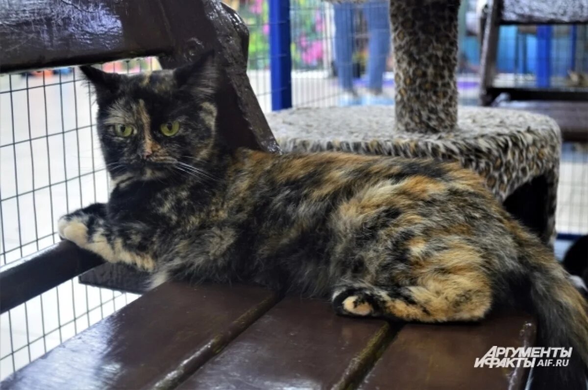    Выставка-раздача кошек пройдет в Томске 19 мая