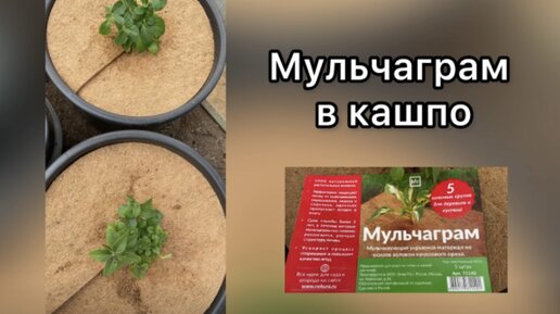 Мульчаграм в кашпо для петунии