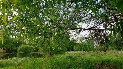 Расслабьтесь под звуки дождя, глядя на майский зеленый луг и чаек на пруду. АСМР