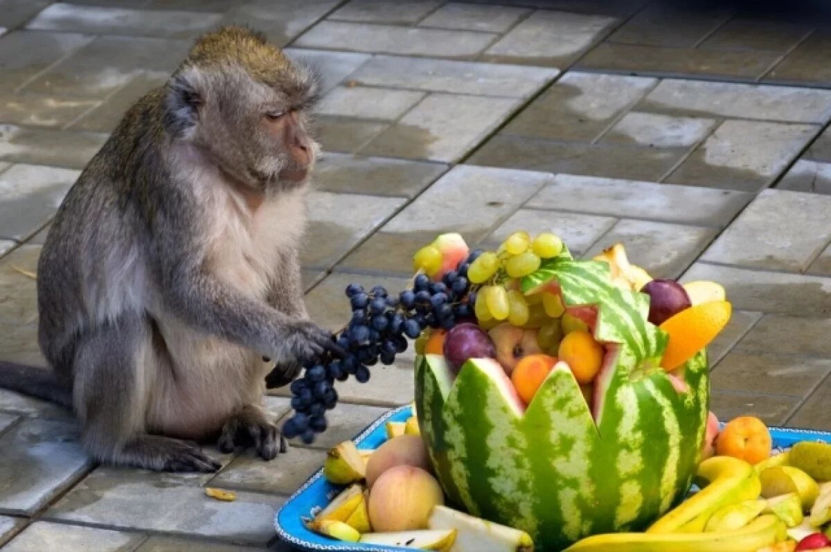    В Омской области на один день закроют зоопарк для посетителей