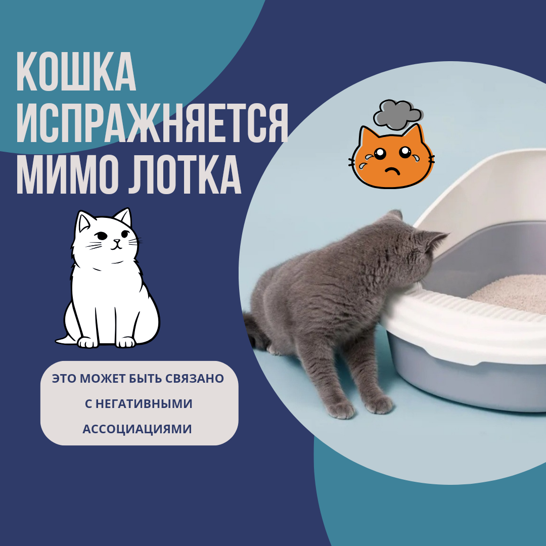 Как ездить с кошками на каникулы?