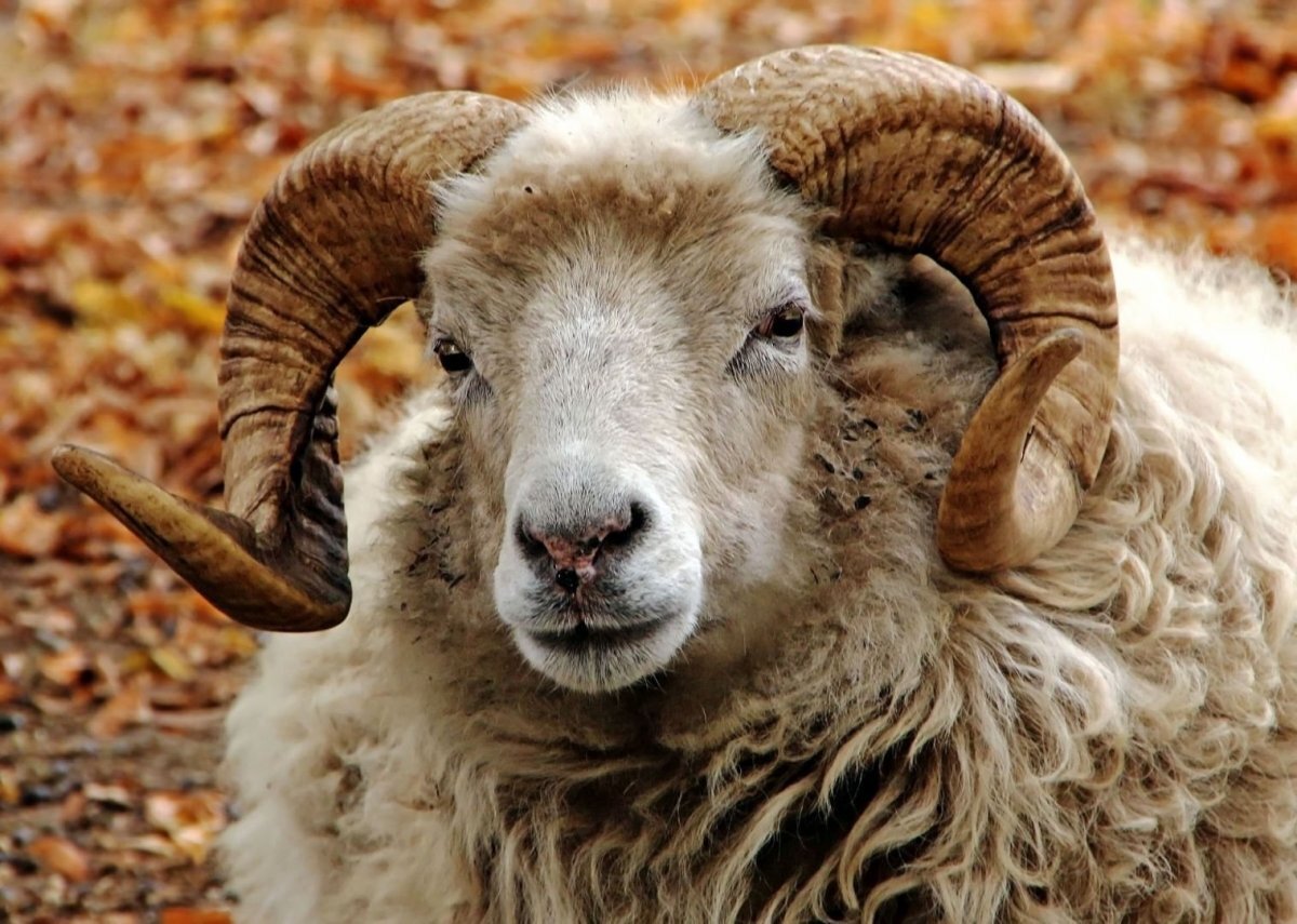 -У нас в семье только мальчики рождаются...