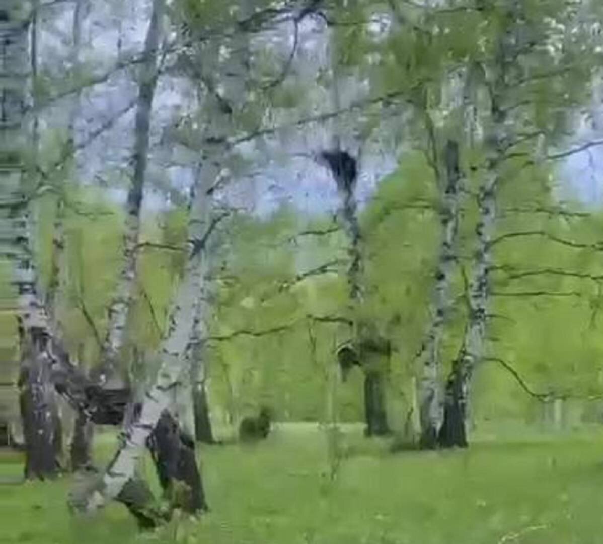    Стал громко кричать: в Башкирии парень во время пробежки встретил медведицу с медвежатами