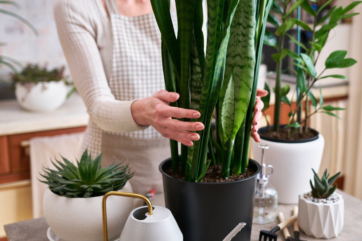 Сансевиерия (щучий хвост):